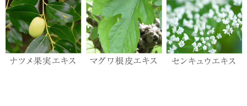 ナツメ果実エキス マグワ根皮エキス センキュウエキス
